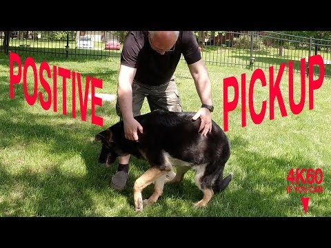 YouTube video about: How to carry a large dog upstairs?