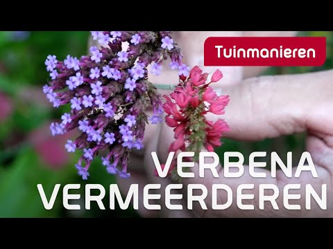 IJzerhard vermeerderen: Hoe doe je dat? | Tuinieren in de herfst | Tuinmanieren
