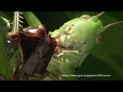 肉食のキリギリスの仲間 海野和男のデジタル昆虫記 緑のgoo