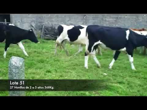 Lote 27 Novillos 2 a 3 años 21 HOL,  2 HOL CON NORMANDO , 3 HOL CON ROJO SUECO Y UN QUIGUI 368kg -  en RUTA 12 KM 126,500 2KM AL SUR