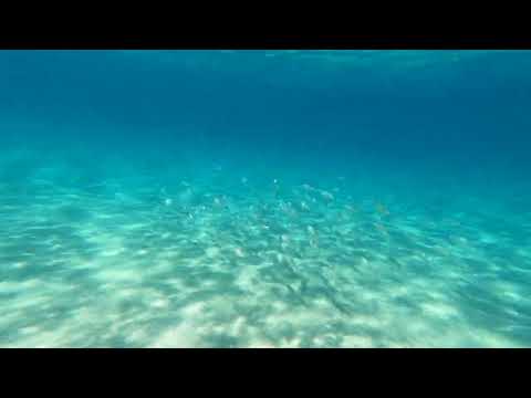 Știi bancu cu bancu?