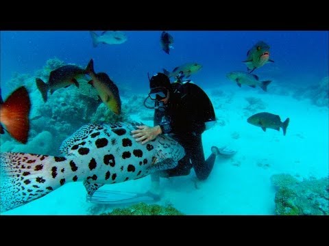 Thumbnail of the video: Sharkwater Trailer - HD