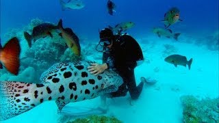 Sharkwater Trailer - HD