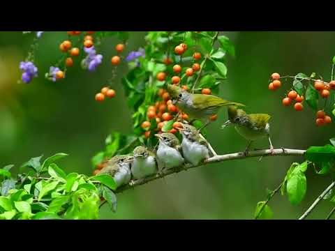 Čepčiarka horská (Erpornis zantholeuca) — video o speve a chove