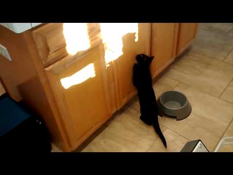 Kitten playing with shadow puppets in the kitchen