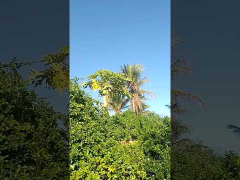 BOM DIA DE BENÇÃOS 💚 CÉLULA RENASCER MACAMBIRA SERGIPE 💚 VEM RENASCER 💚