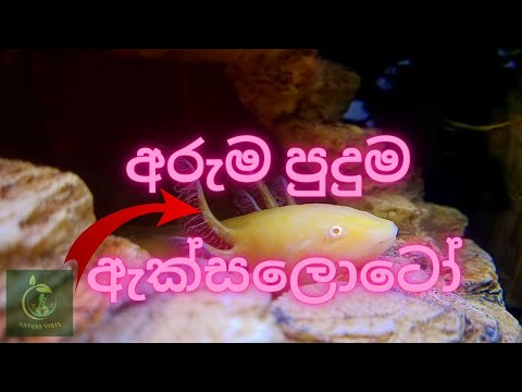 "The Fascinating World of Axolotls: Masters of Regeneration"