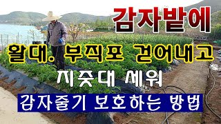 [텃밭농부.1,004]  감자밭에 활대, 부직포 걷고 지줏대 세워 줄기 보호하는 방법