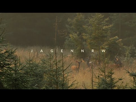 Rotwildjagd im August –  jagenNRW story #18 – Jägerglück im Morgentau – HOD – Jagd