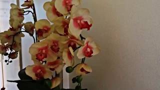 Nana Mouskouri - Smile