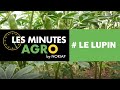 NORIAP - LES MINUTES AGRO - LE LUPIN