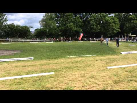 Stutfohlen von Fürst Romancier / Stedinger - Bewegung 9,75 ... Besser geht's nicht