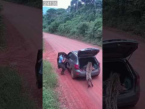 A Onça Queria Ir Embora Com ELa