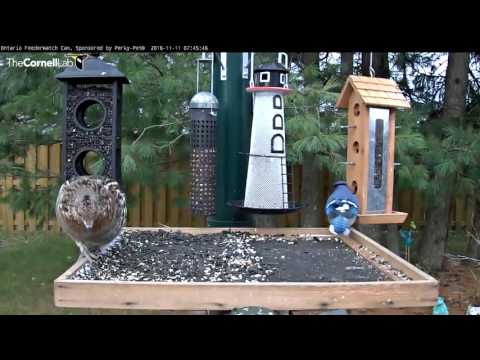Ruffed Grouse Has Guests For Breakfast - Nov. 11, 2016