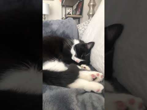 cat twitches in sleep