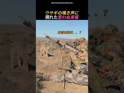 ウサギの鳴き声に現れた思わぬ来客