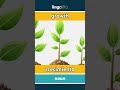 growth - crecimiento video thumbnail