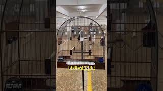 BICUDO BELEVAN JR 