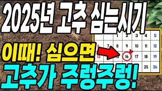 고추 아무때나 심지말고 이때! 심어야 고추가 주렁주렁 달려 고추농사 대박! 대박치는 고추심는 시기!