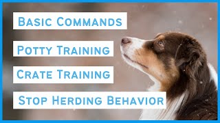 Training an Australian Shepherd - Basic commands, Potty & Crate Training, Minimize Herding Behavior