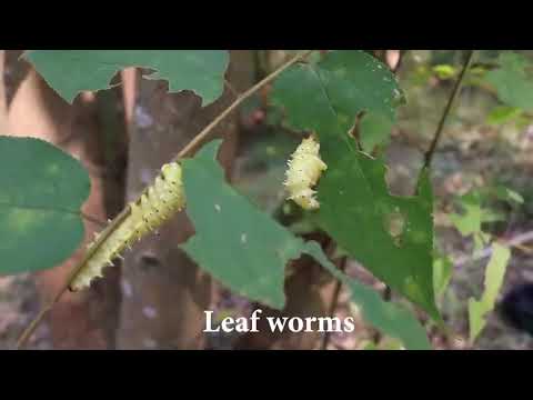 20  Days Survival And Build In The Rain Forest   Full Video