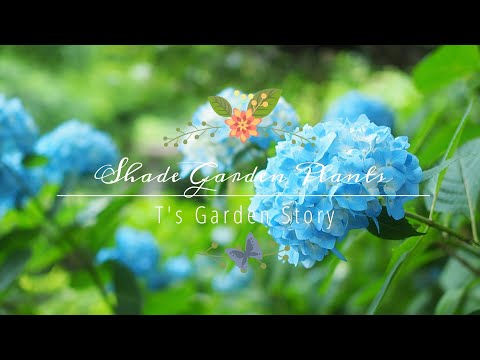 日陰を好む植物：庭を素敵にするトップ5！  庭園