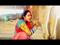 Milking Cow Milking By Hand Village Beautiful Wife Morning Daily Routine