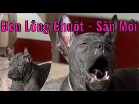 Chó Săn Xoáy Thái Lan - Đen Lông Chuột - Dòng Săn Mồi - 0363684644 Trung Lùn