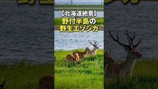 日本の絶景　GT7 EA WRC