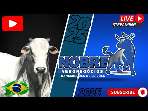 LEILÃO DE GADO - C M LEILÕES CAMPESTRE MG  19/11