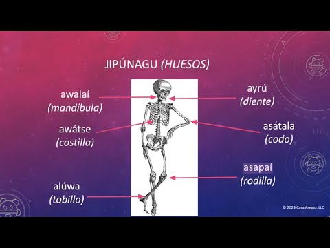 Let's Talk Taíno en español 97 - El cuerpo humano (Parte 3) 🩻