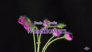 Windflowers-Seals &amp; Crofts (Karaoke)