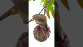 Download lagu burung trucukan,burung kebon yg terancam punah habitatnya mp3 Download lagu burung trucukan,burung kebon yg terancam punah habitatnya mp3