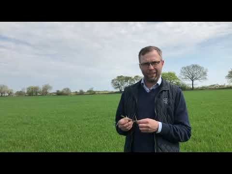 Bayer Agro Tv- Kvickrot