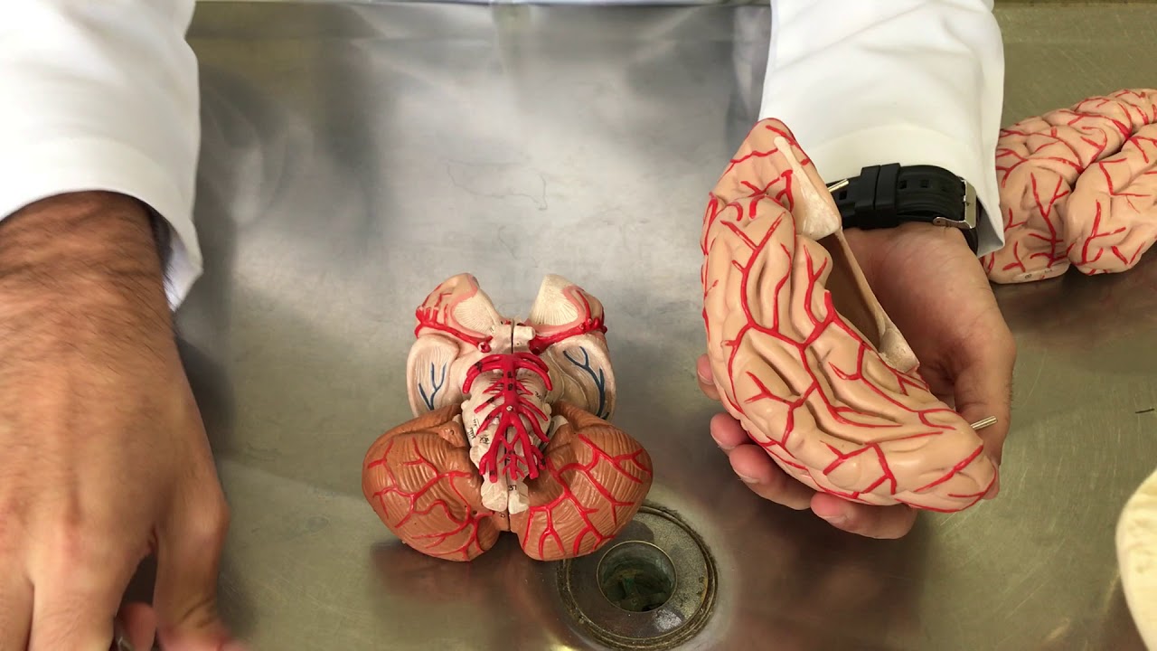 Vascularização Arterial Encefálica