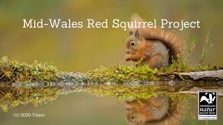 Identifying the difference between Red and Grey Squirrels