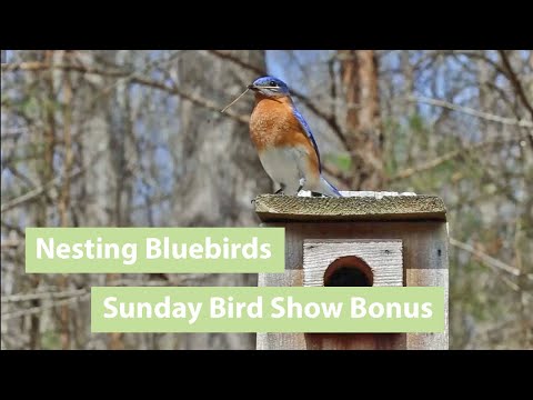 Male Bluebird Singing & Attracting Female to Nest Box