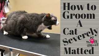 Grooming an extremely matted cat
