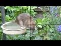 Slow Motion Rat Hunting #17 