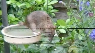 Slow Motion Rat Hunting #17