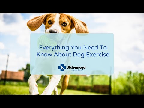 Everything You Need To Know About Dog Exercise