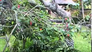 2015-07-22 Ubud, Monkeys in the garden