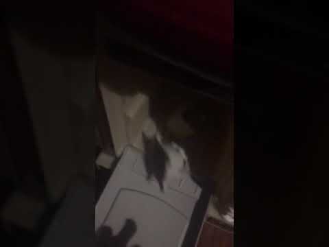 Cooking with Sam: how to make warm milk