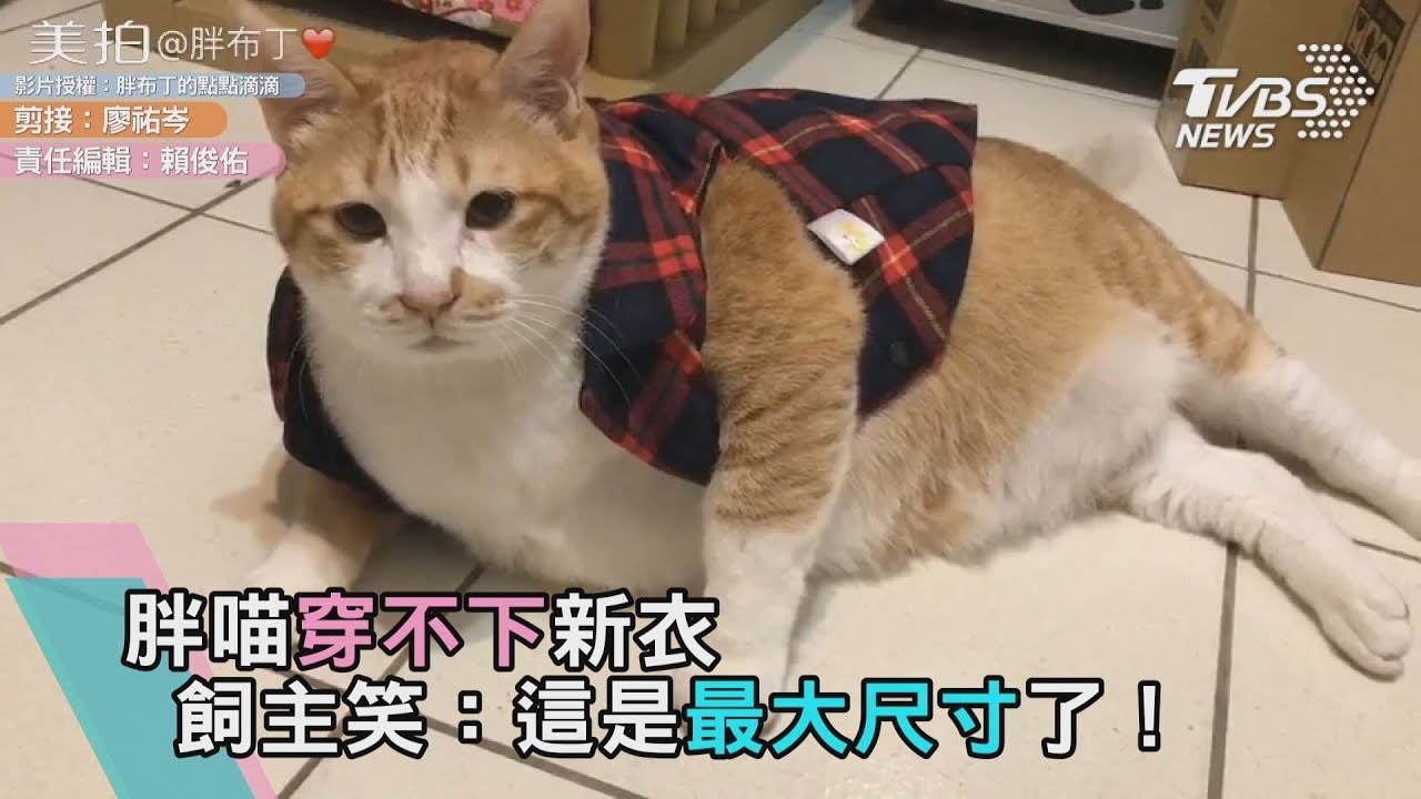胖喵穿不下新衣 飼主笑:這是最大尺寸了!