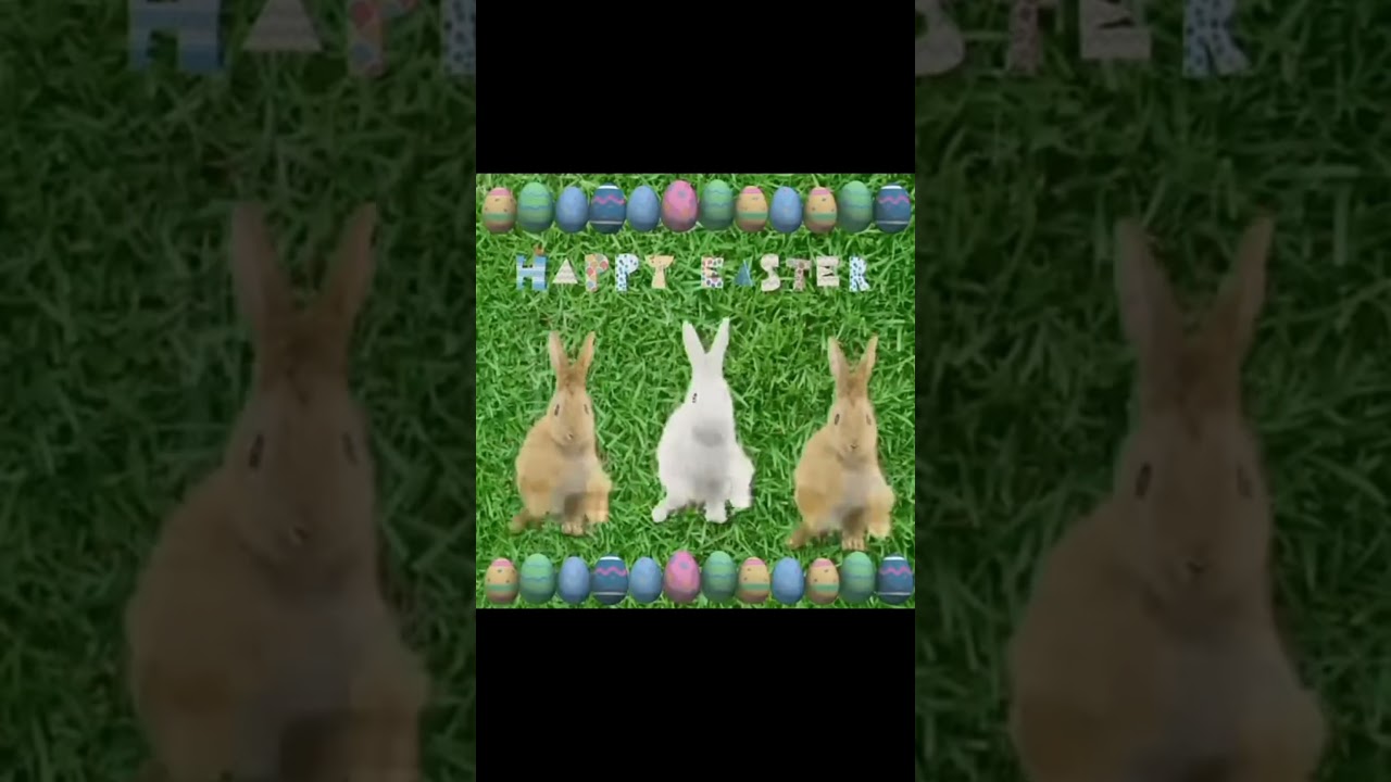 #bnuuy #silly easter bunnies gif