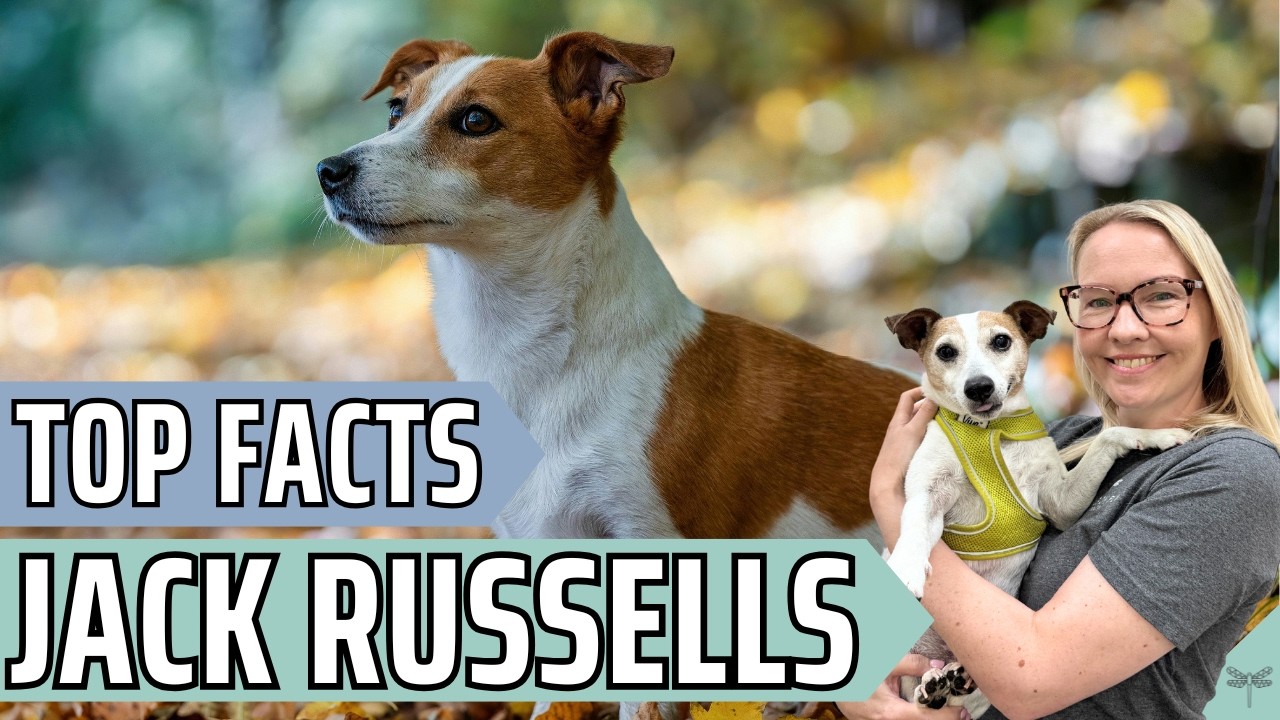 Pros and Cons of Owning a Jack Russell Terrier | Video