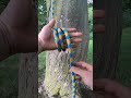 Alpine butterfly | Arborist knots