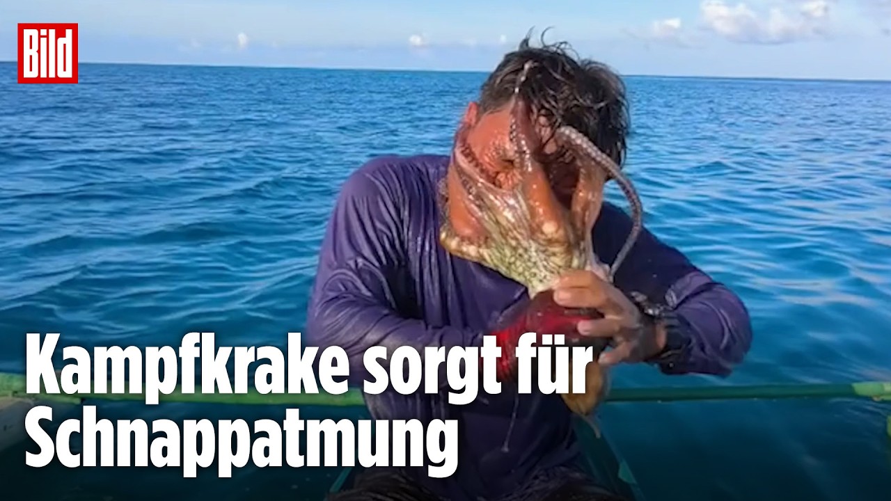 Attacke mit acht Armen: Oktopus rächt sich an Fischer