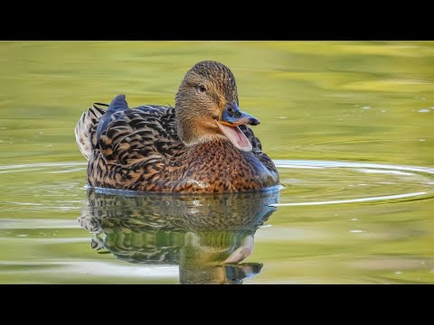 , title : 'LE CRI DU CANARD 🦆 COLVERT FEMELLE QUI CRIE 🦆  AU PARC DE COULONDRES A ST GELY DU FESC'