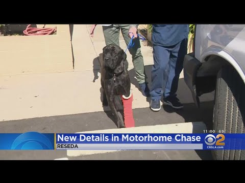Dog That Jumped From Wild RV Pursuit Expected To Be OK